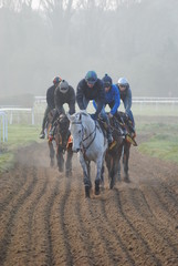 Racehorses after track exercise gallop