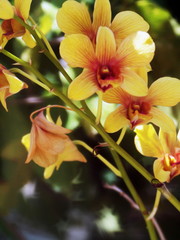 Fototapeta na wymiar Oil Painting Orchids