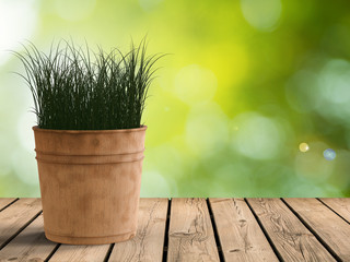 green grass in wooden pot