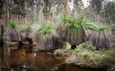 Julimar Native Grass trees, Western Australia