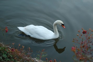 Белый лебедь в осеннем парке 