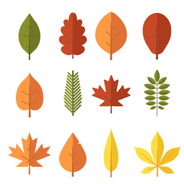 Autumn leaf flat design set. Green, red and orange fallen autumn leaves collection. Maple, spruce, oak, rowan, birch and more vector leaves isolated on white background.