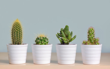 Different  cactus in pots