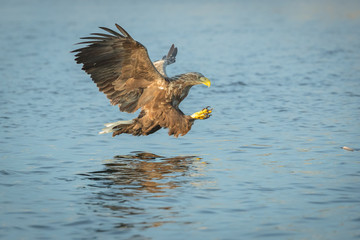 Hunting Sea Eagle