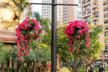 Fototapeta na wymiar Flowers in basket hanging on a pole.