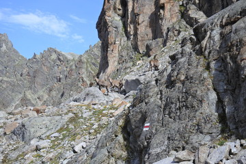 Steinböcke im Hochgebirge
