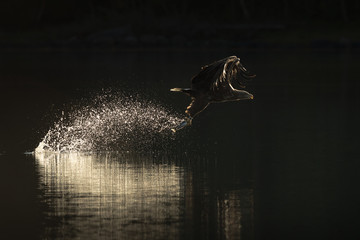 Hunting Sea Eagle