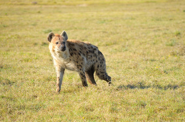 Spotted hyena in savannah, wildlife in Africa
