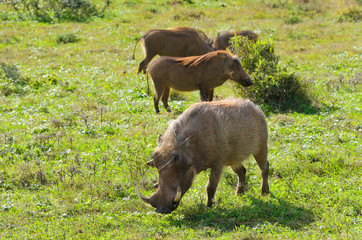 Warthog in savannah, wildlife in Africa
