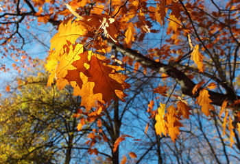 Autumn leaves