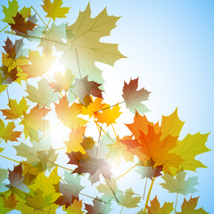 Illustration autumn motif. Maple leaves. Vector background