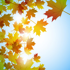 Illustration autumn motif. Maple leaves. Vector background