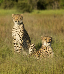 Cheetah mother and sub adult male offspring