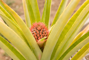 Pineapple plant, Ananas comosus, up close