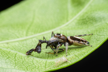 Close up Jumping spider eating tiny Mantis on green leaf