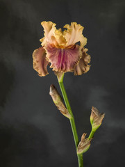 Studio shot of orange color marsala Iris flower on a dark backgr