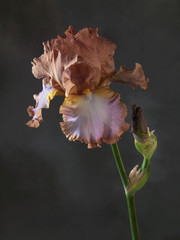 Studio shot of brown color Iris flower on a dark background.