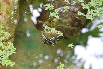 turtle diving in lake
