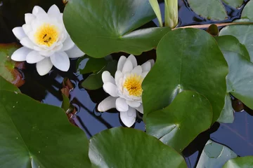 Photo sur Plexiglas Nénuphars water lilies