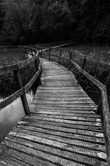 Fototapeta premium Dark Wooden Path