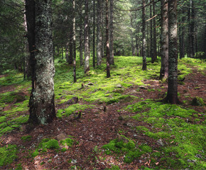 Magic forest with fir-trees and moss