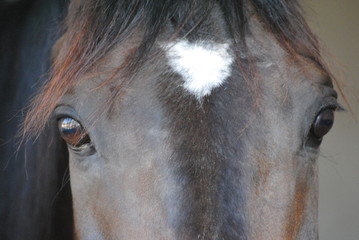champion racehorse eyes 