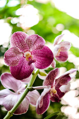 Beautiful pink purple Orchid, Vanda hybrids in garden 