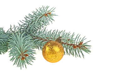 Blue spruce twig with gold decoration ball isolated on a white b