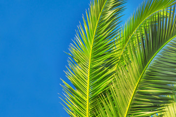 Palm leaf close with sky background