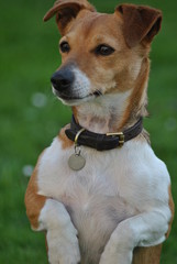 Cute Jack Russell Terrier dog 