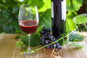Glass of red wine and grapevine. Alcohol drink on a table. Outdoor shot.