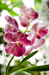 Fototapeta na wymiar Beautiful pink purple Orchid, Vanda hybrids in garden 
