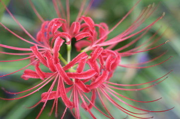 彼岸花　red spider lily