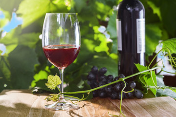 Wine glass with grapevine on a table. Delicious alcohol drink.