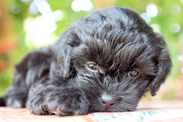 black puppy