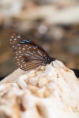 Fototapeta na wymiar Butterfly catching on river stone in nature, Thailand