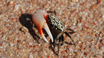 Crab