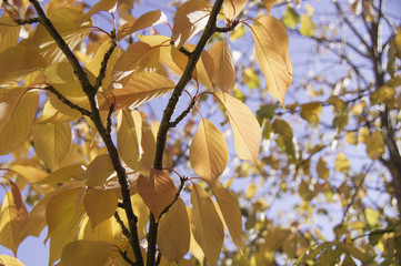 Herbst, Laubfärbung_3