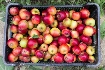 box with apples