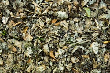 dry leaves background