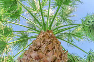 Palm tree close with sky background