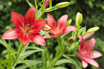 赤いスカシユリの花