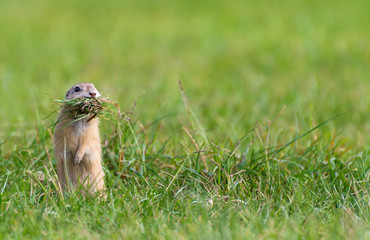 Naklejka na ściany i meble Ground Squirrel Standing with Mouth Full of Grass