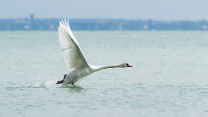 Fototapeta na wymiar Swan Running Over Water and Ready for Take Off.