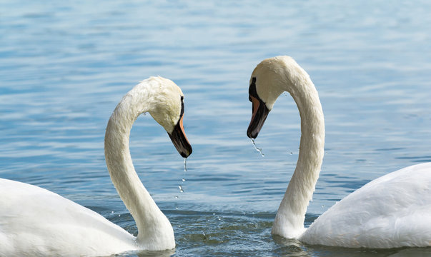 Two Swans on Lake