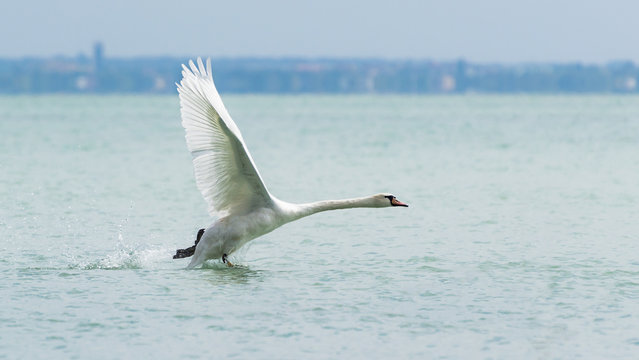 Swan Running Over Water and Ready for Take Off.