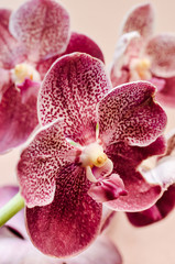 Beautiful pink purple Orchid, Vanda hybrids in garden 