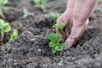 Human hands hold the seedlings to be planted in the ground.