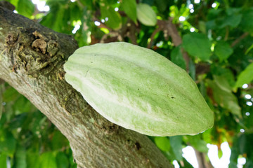 Cacao - Theobroma cacao