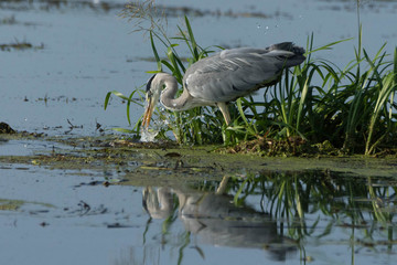 heron fishing